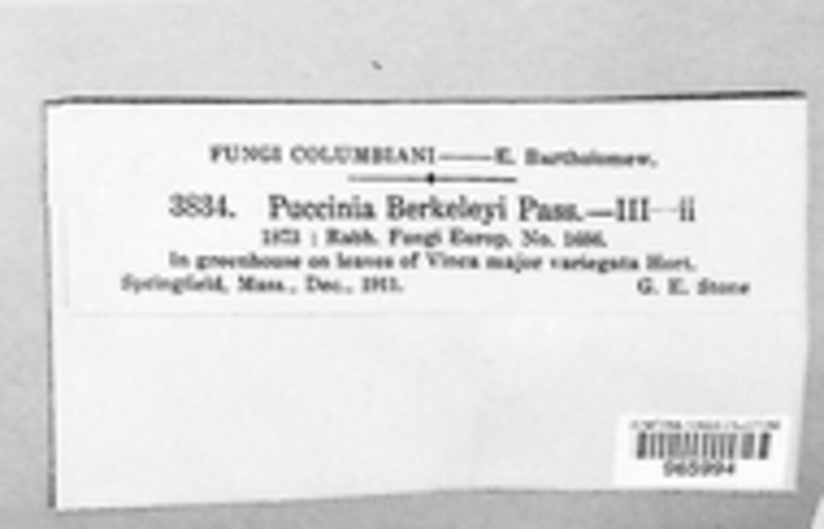 Puccinia berkeleyi image